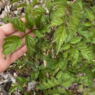 Campsis × tagliabuana