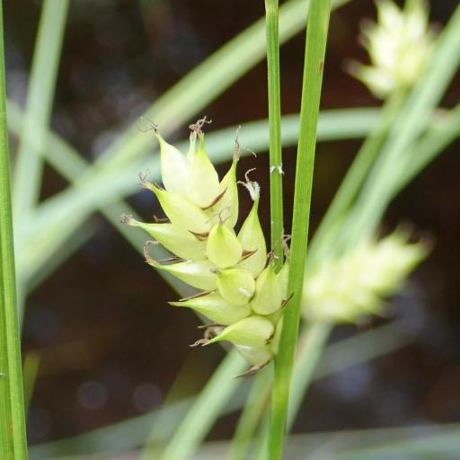 Carex tuckermanii other