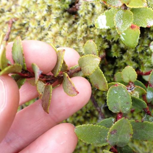Gaultheria crassa other