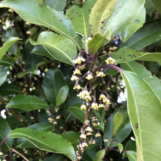 Melicytus macrophyllus other