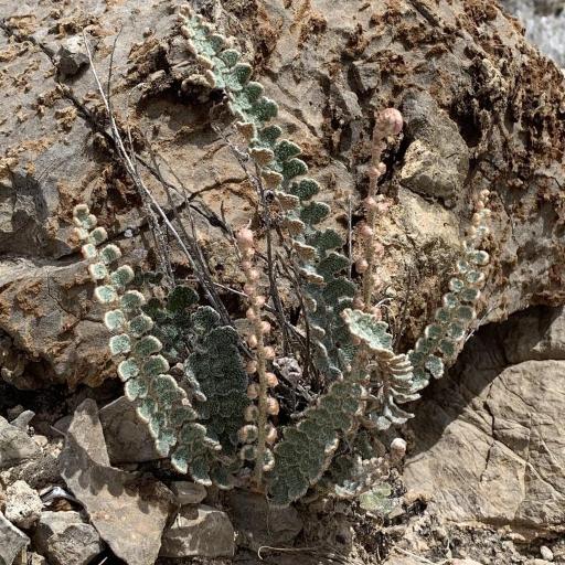 Hemionitis integerrima other