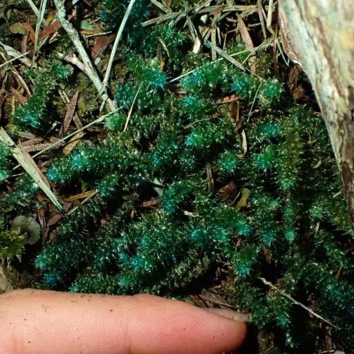 Ptychomnion aciculare other