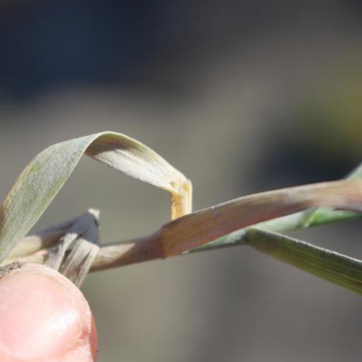 Thinopyrum junceum other