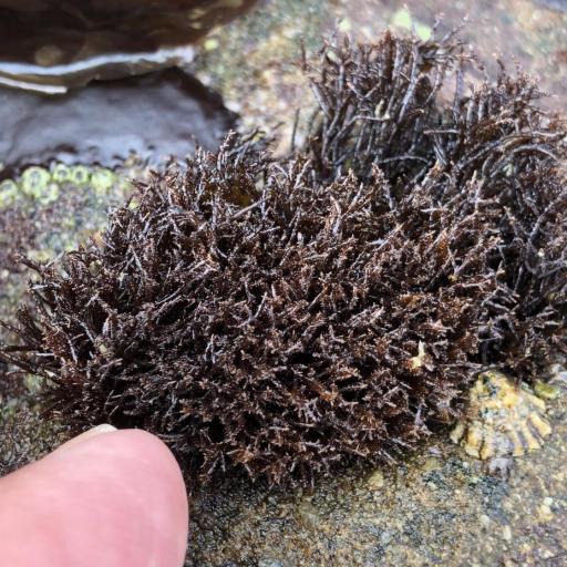 Endocladia muricata other