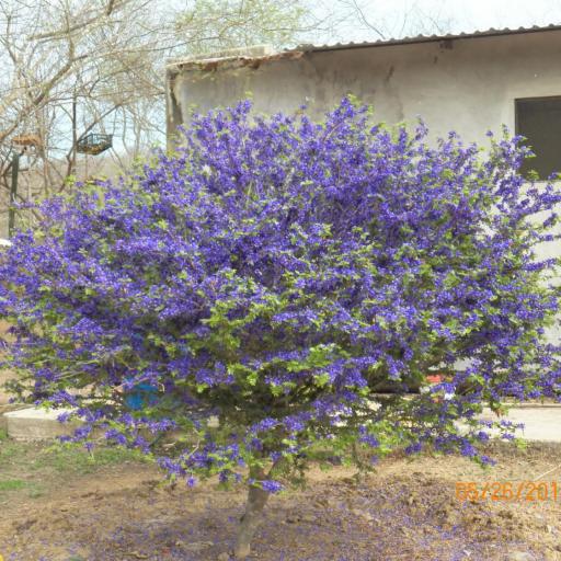 Guaiacum coulteri — related species from the same genus