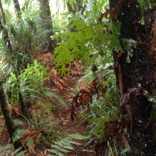 Hymenophyllum dilatatum other