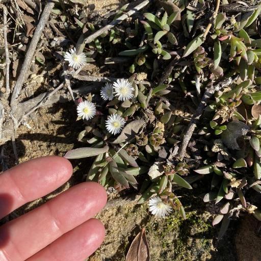 Delosperma litorale — houseplant care guide