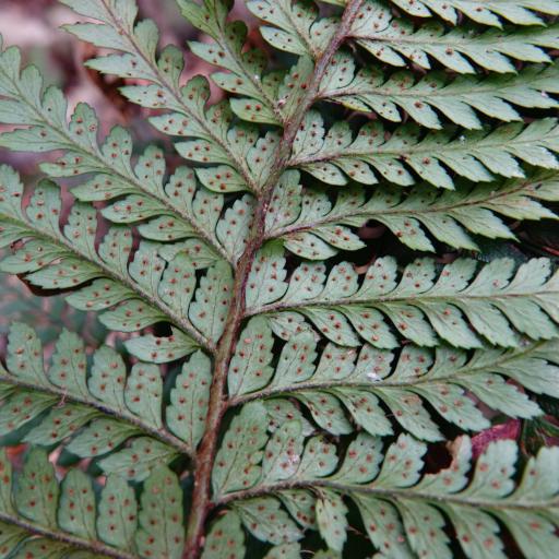 Polystichum wawranum other
