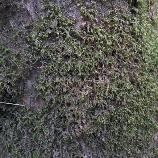 Homalia trichomanoides — houseplant care guide