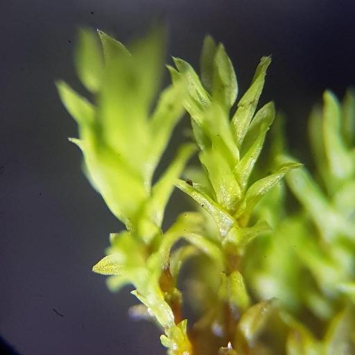 Streblotrichum convolutum other