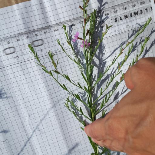 Lythrum californicum