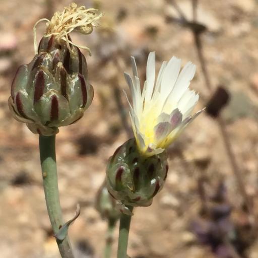 Malacothrix coulteri — related species from the same genus