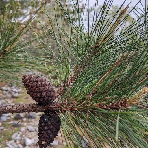 Pinus taiwanensis other