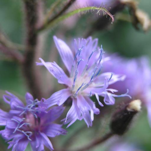 Cicerbita alpina other