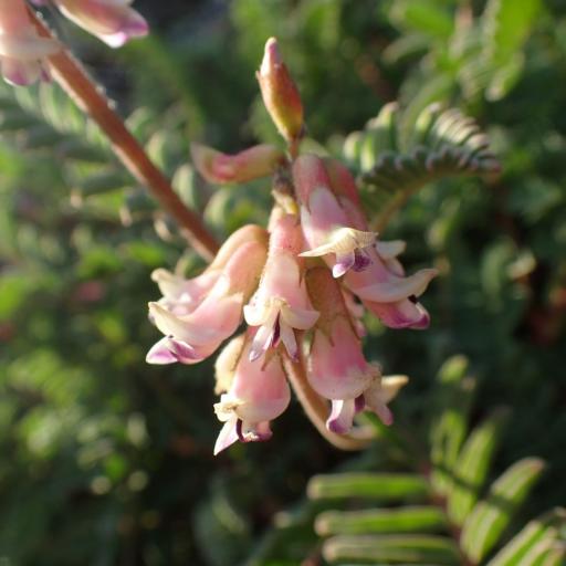Astragalus nuttallii — houseplant care guide