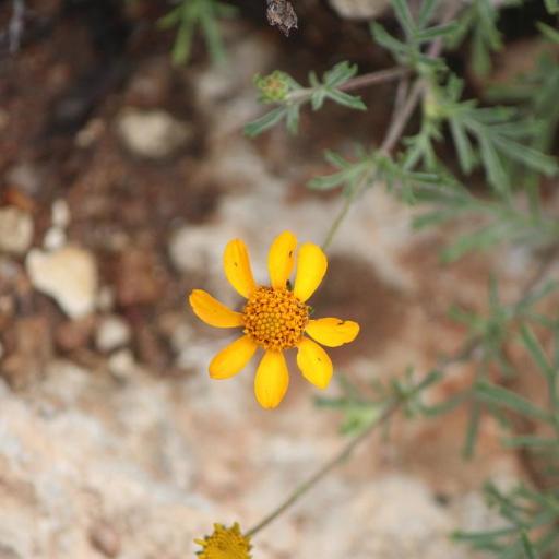Dyssodia pinnata — related species from the same genus