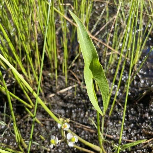 Sagittaria cuneata other