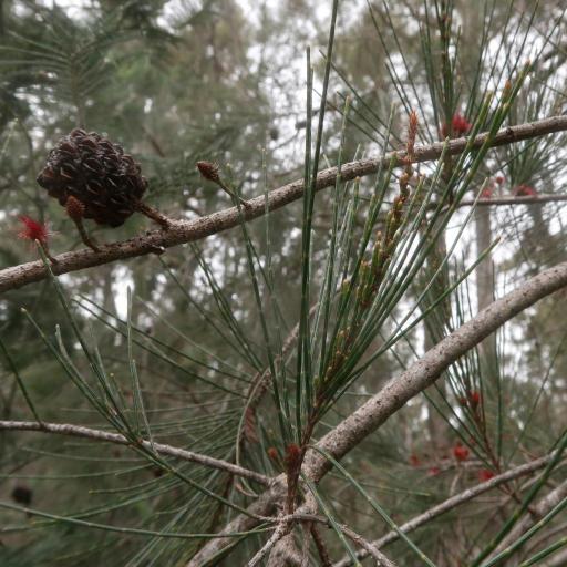 Allocasuarina littoralis other