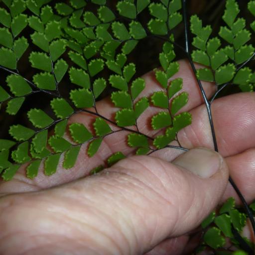 Adiantum formosum other