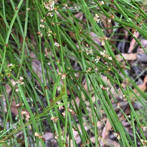 Amperea xiphoclada other