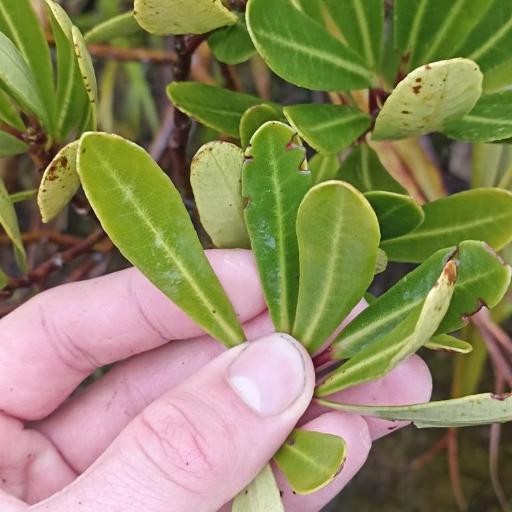 Pittosporum kirkii other