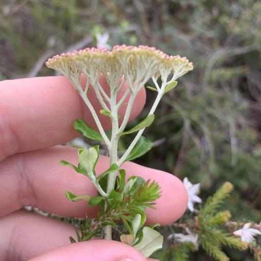 Ozothamnus obcordatus other