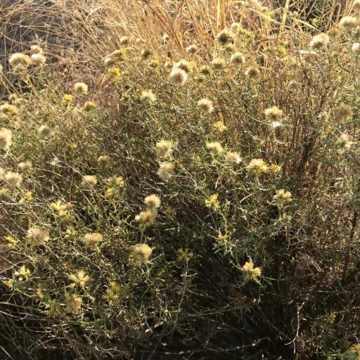 Isocoma tenuisecta other