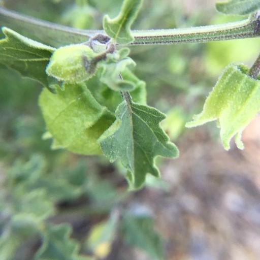 Physalis hederifolia other
