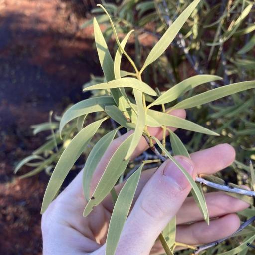 Santalum acuminatum other
