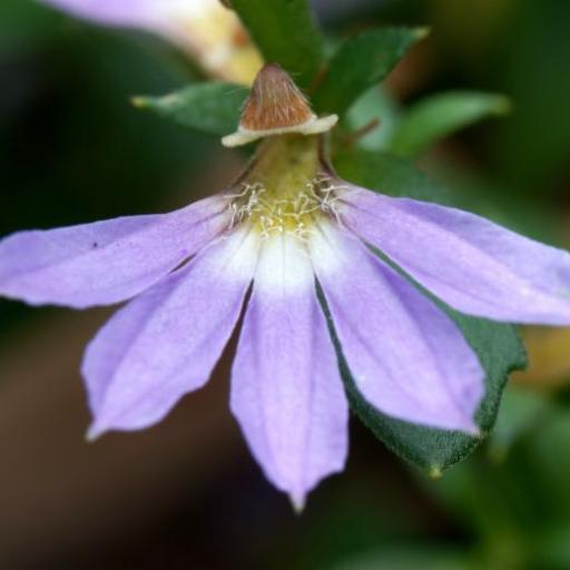 Scaevola albida other