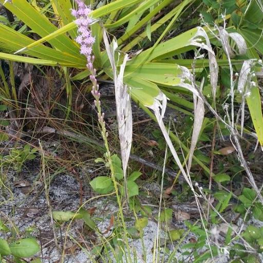 Liatris laevigata other