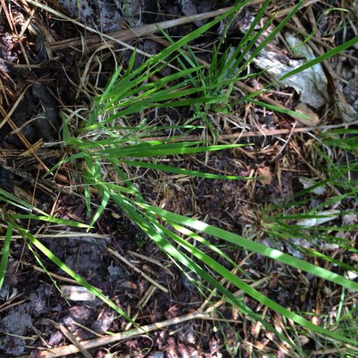 Dichanthelium linearifolium other