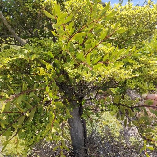 Alepis flavida — houseplant care guide