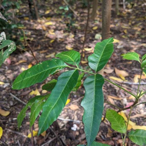 Rhodosphaera rhodanthema other