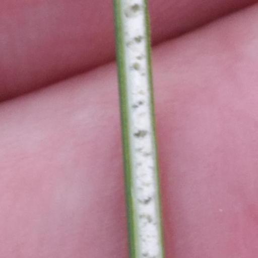 Juncus sarophorus other