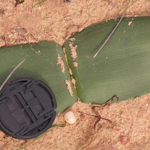 Haemanthus pubescens other