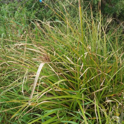 Cyperus ustulatus — houseplant care guide