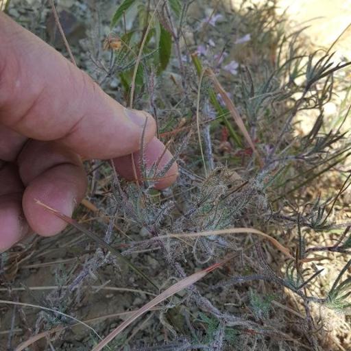 Tridax coronopifolia other