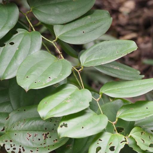 Smilax bracteata — search result for 'Smilax'