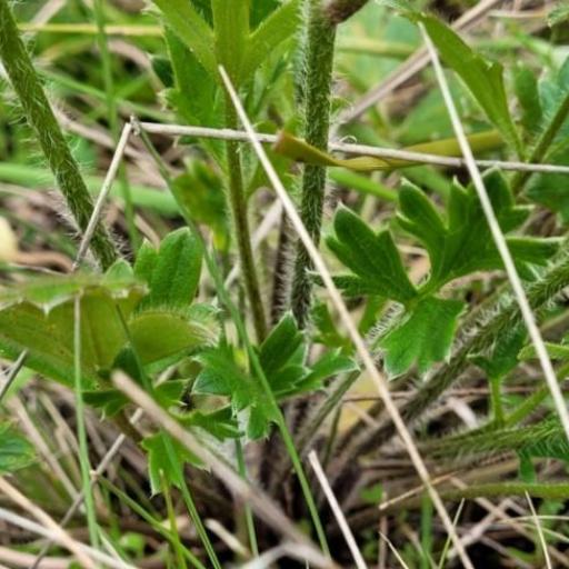 Ranunculus lappaceus other