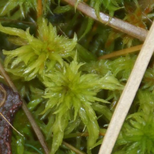 Sphagnum cuspidatum — search result for 'Sweden'