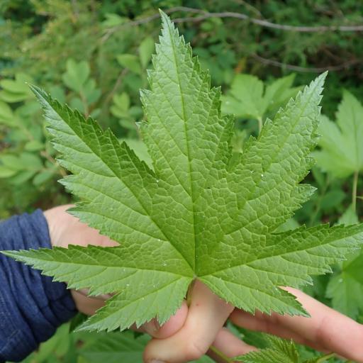 Ribes bracteosum other