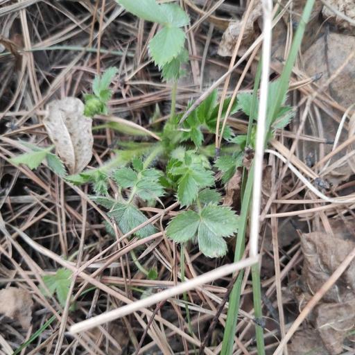 Potentilla fragarioides — search result for 'Mongolia'