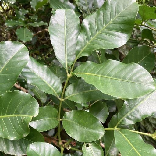 Didymocheton spectabilis — search result for 'Meliaceae'