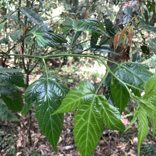 Rubus corchorifolius — houseplant care guide