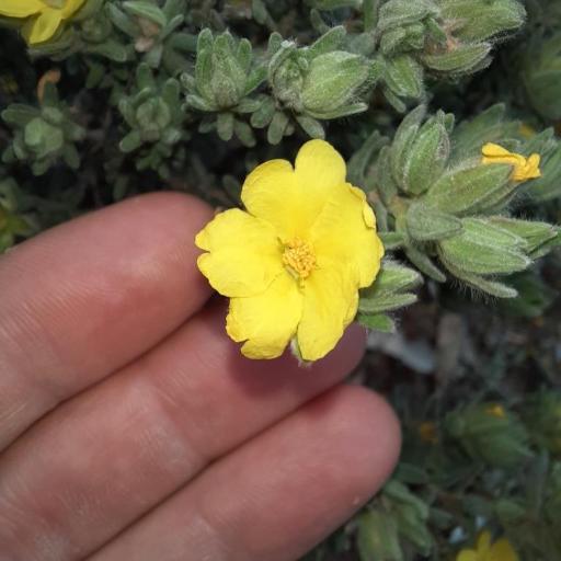 Hibbertia sericea other