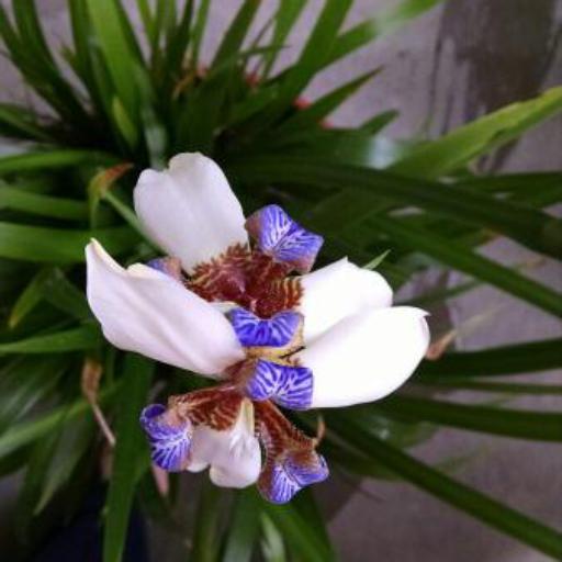 Trimezia northiana other