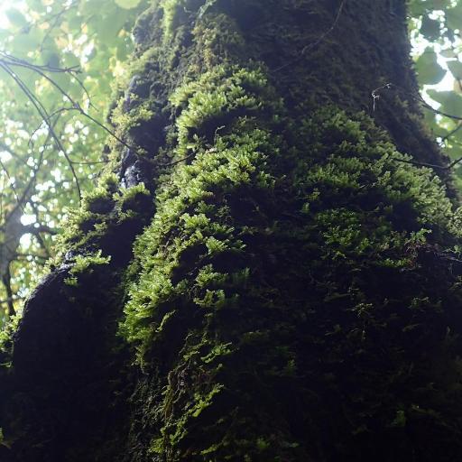 Neckera pennata other