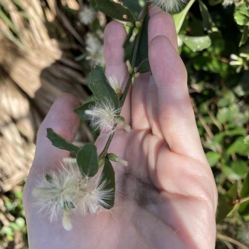 Baccharis glomeruliflora other