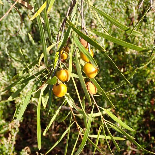 Pittosporum angustifolium